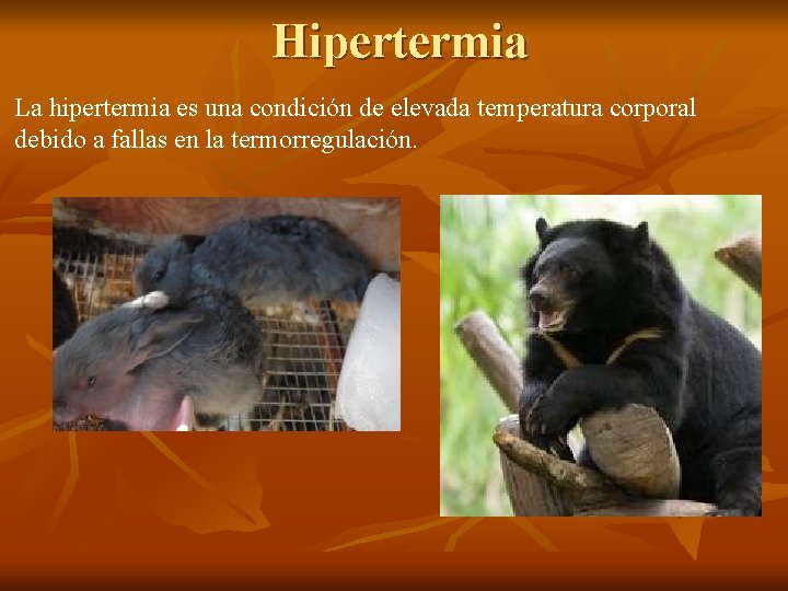 Hipertermia La hipertermia es una condición de elevada temperatura corporal debido a fallas en Hipertermia La hipertermia es una condición de elevada temperatura corporal debido a fallas en