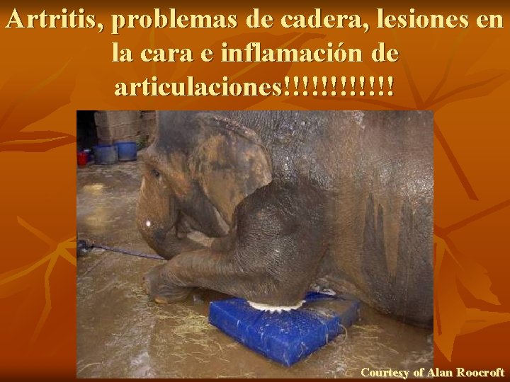 Artritis, problemas de cadera, lesiones en la cara e inflamación de articulaciones!!!!!! Courtesy of