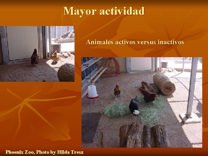 Mayor actividad Animales activos versus inactivos Phoenix Zoo, Photo by Hilda Tresz 