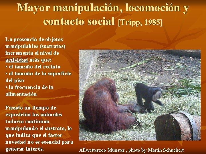 Mayor manipulación, locomoción y contacto social [Tripp, 1985] La presencia de objetos manipulables (sustratos)