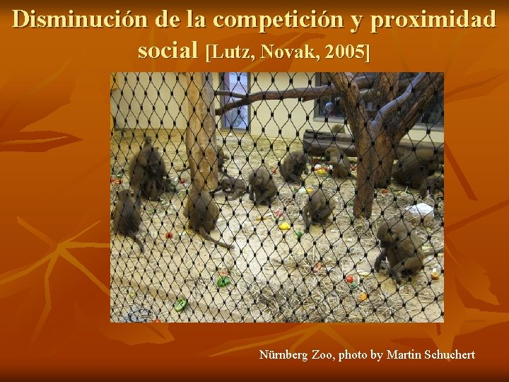 Disminución de la competición y proximidad social [Lutz, Novak, 2005] Nürnberg Zoo, photo by