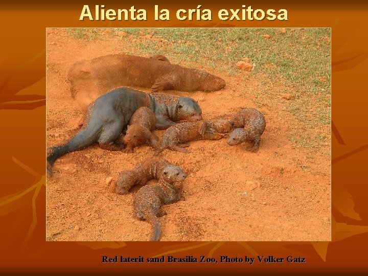 Alienta la cría exitosa Red laterit sand Brasilia Zoo, Photo by Volker Gatz 