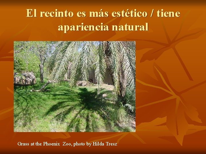 El recinto es más estético / tiene apariencia natural Grass at the Phoenix Zoo,