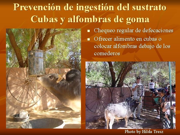 Prevención de ingestión del sustrato Cubas y alfombras de goma n n Chequeo regular