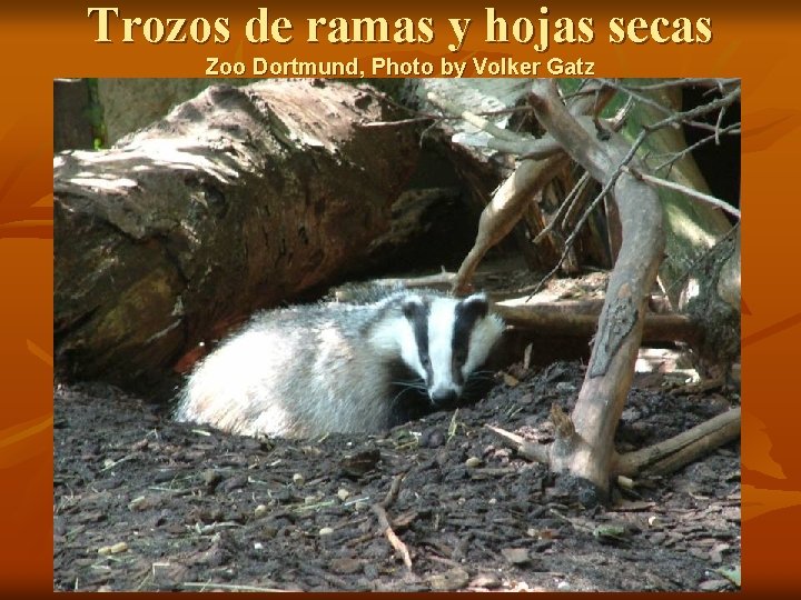 Trozos de ramas y hojas secas Zoo Dortmund, Photo by Volker Gatz 