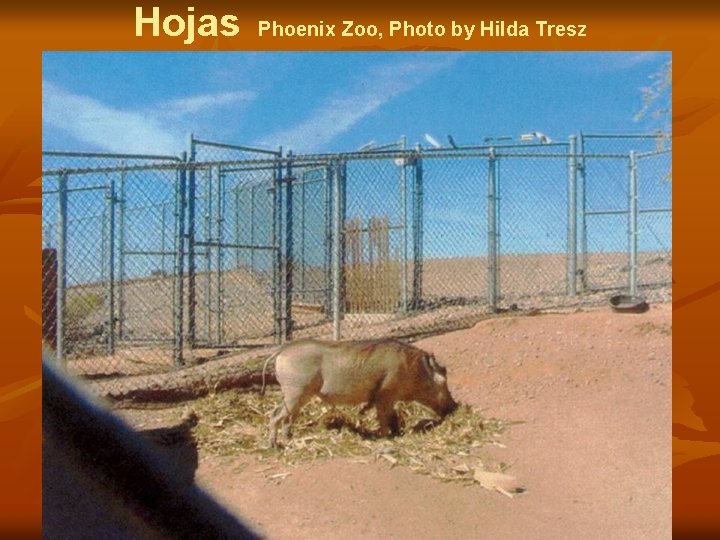 Hojas Phoenix Zoo, Photo by Hilda Tresz 