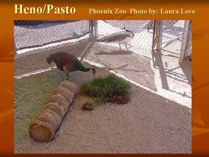 Heno/Pasto Phoenix Zoo Photo by: Laura Love 