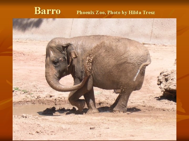 Barro Phoenix Zoo, Photo by Hilda Tresz 