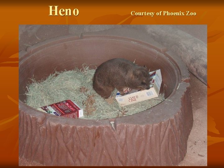 Heno Courtesy of Phoenix Zoo 