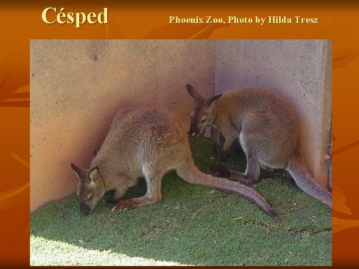 Césped Phoenix Zoo, Photo by Hilda Tresz 