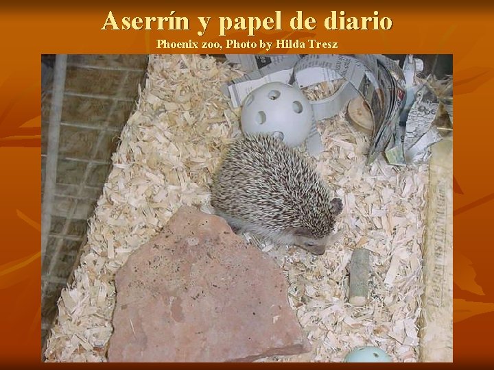 Aserrín y papel de diario Phoenix zoo, Photo by Hilda Tresz 