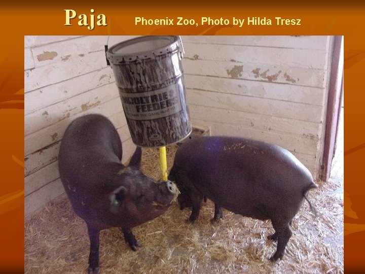 Paja Phoenix Zoo, Photo by Hilda Tresz 