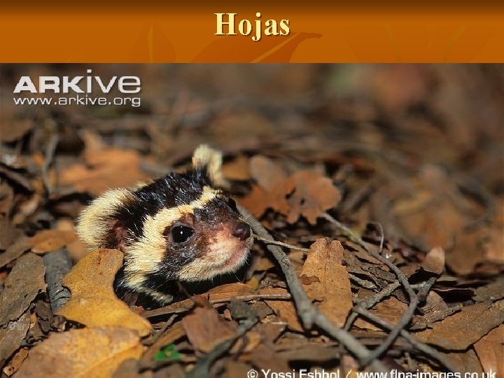 Hojas 