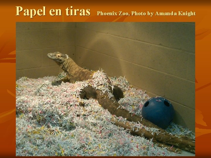 Papel en tiras Phoenix Zoo, Photo by Amanda Knight 