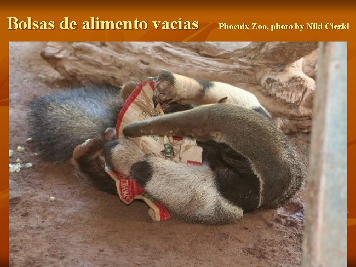 Bolsas de alimento vacías Phoenix Zoo, photo by Niki Ciezki 