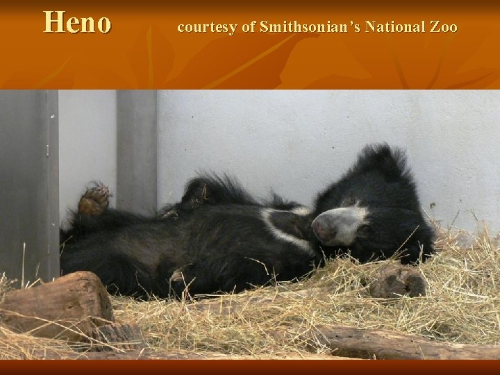 Heno courtesy of Smithsonian’s National Zoo 