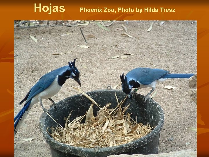 Hojas Phoenix Zoo, Photo by Hilda Tresz 