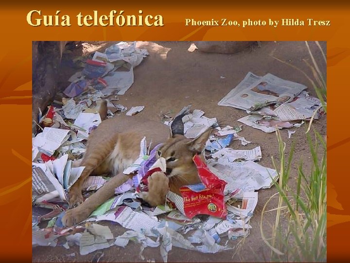 Guía telefónica Phoenix Zoo, photo by Hilda Tresz 