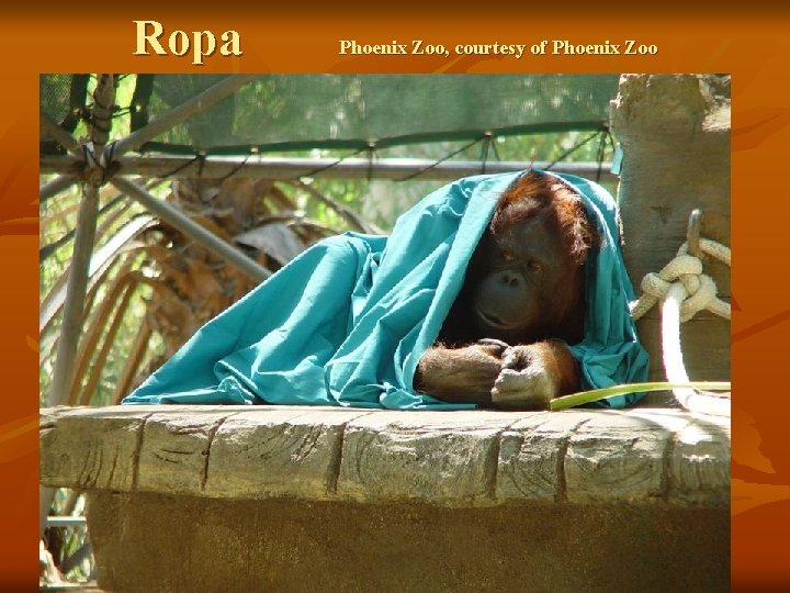 Ropa Phoenix Zoo, courtesy of Phoenix Zoo 