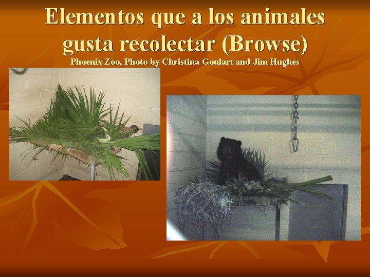 Elementos que a los animales gusta recolectar (Browse) Phoenix Zoo, Photo by Christina Goulart