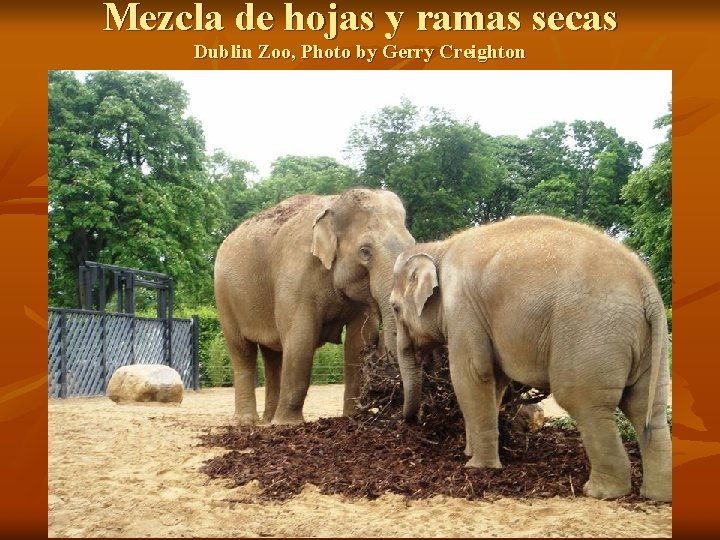 Mezcla de hojas y ramas secas Dublin Zoo, Photo by Gerry Creighton Mezcla de hojas y ramas secas Dublin Zoo, Photo by Gerry Creighton