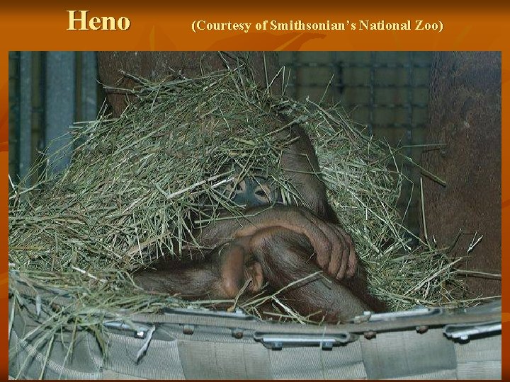 Heno (Courtesy of Smithsonian’s National Zoo) 