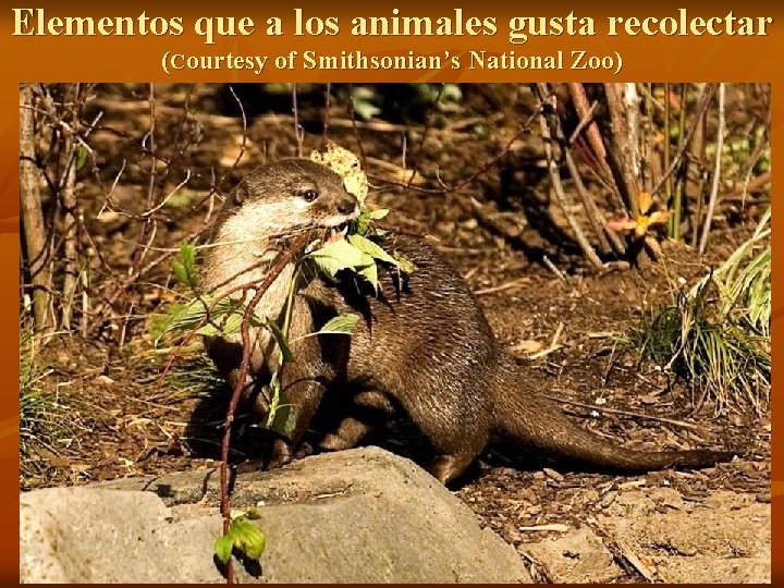 Elementos que a los animales gusta recolectar (Courtesy of Smithsonian’s National Zoo) 