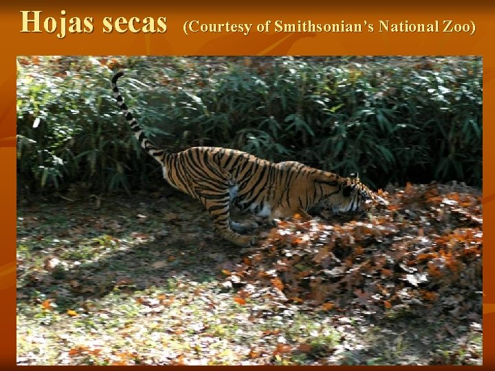 Hojas secas (Courtesy of Smithsonian’s National Zoo) 