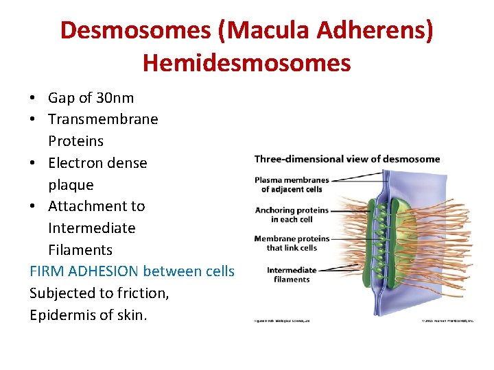 Desmosomes (Macula Adherens) Hemidesmosomes • Gap of 30 nm • Transmembrane Proteins • Electron