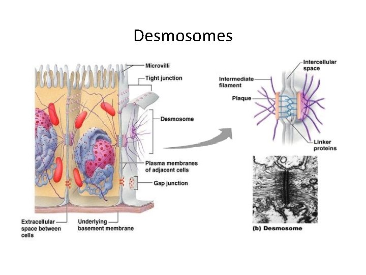 Desmosomes 