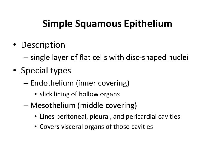 Simple Squamous Epithelium • Description – single layer of flat cells with disc-shaped nuclei