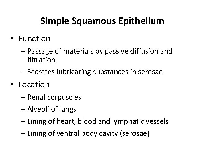 Simple Squamous Epithelium • Function – Passage of materials by passive diffusion and filtration