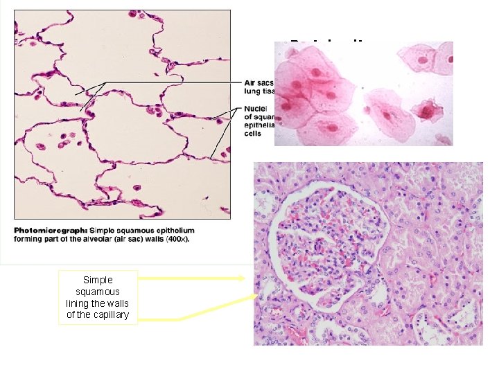 Simple Squamous Epithelium Simple squamous lining the walls of the capillary 