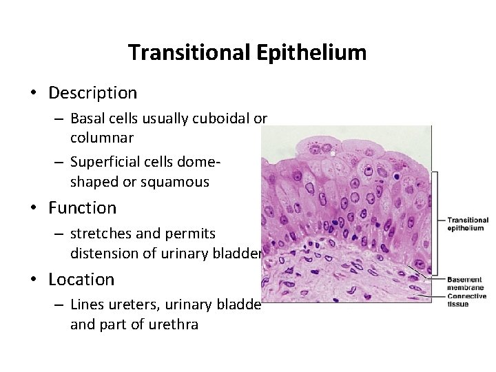 Transitional Epithelium • Description – Basal cells usually cuboidal or columnar – Superficial cells