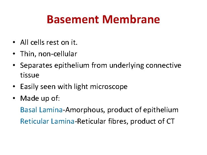 Basement Membrane • All cells rest on it. • Thin, non-cellular • Separates epithelium