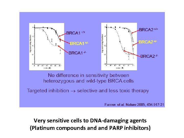 Very sensitive cells to DNA-damaging agents (Platinum compounds and PARP inhibitors) 