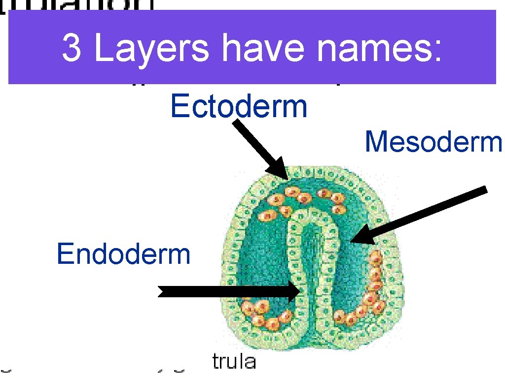 3 Layers have names: Ectoderm Mesoderm Endoderm 