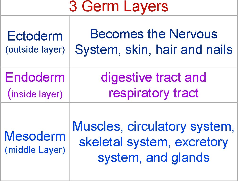 3 Germ Layers (outside layer) Becomes the Nervous System, skin, hair and nails Endoderm