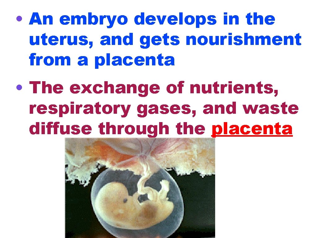  • An embryo develops in the uterus, and gets nourishment from a placenta