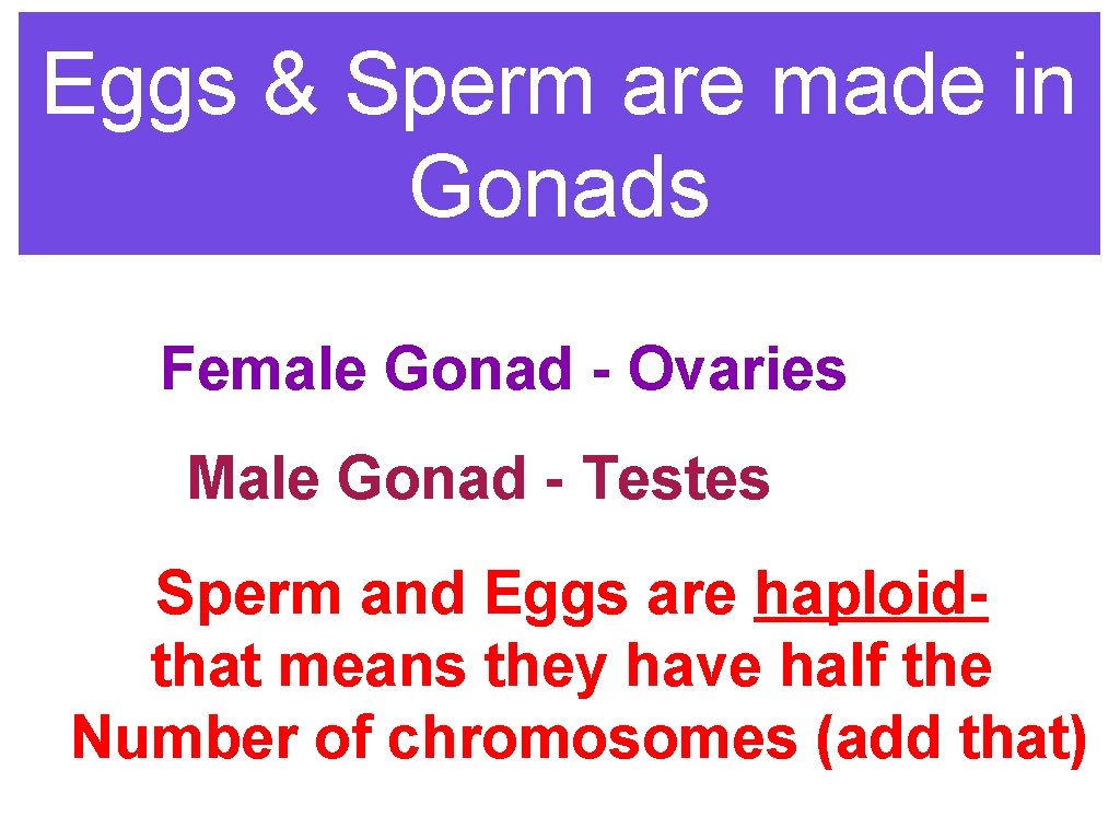 Eggs & Sperm are made in Gonads Female Gonad - Ovaries Male Gonad -