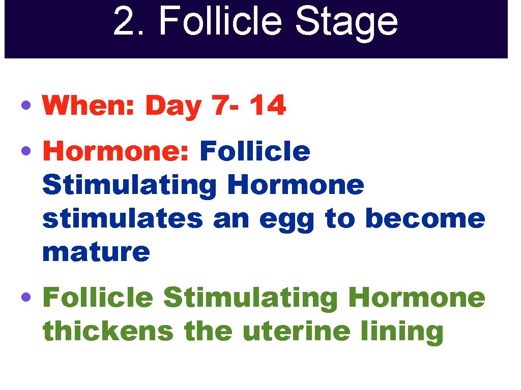 2. Follicle Stage • When: Day 7 - 14 • Hormone: Follicle Stimulating Hormone