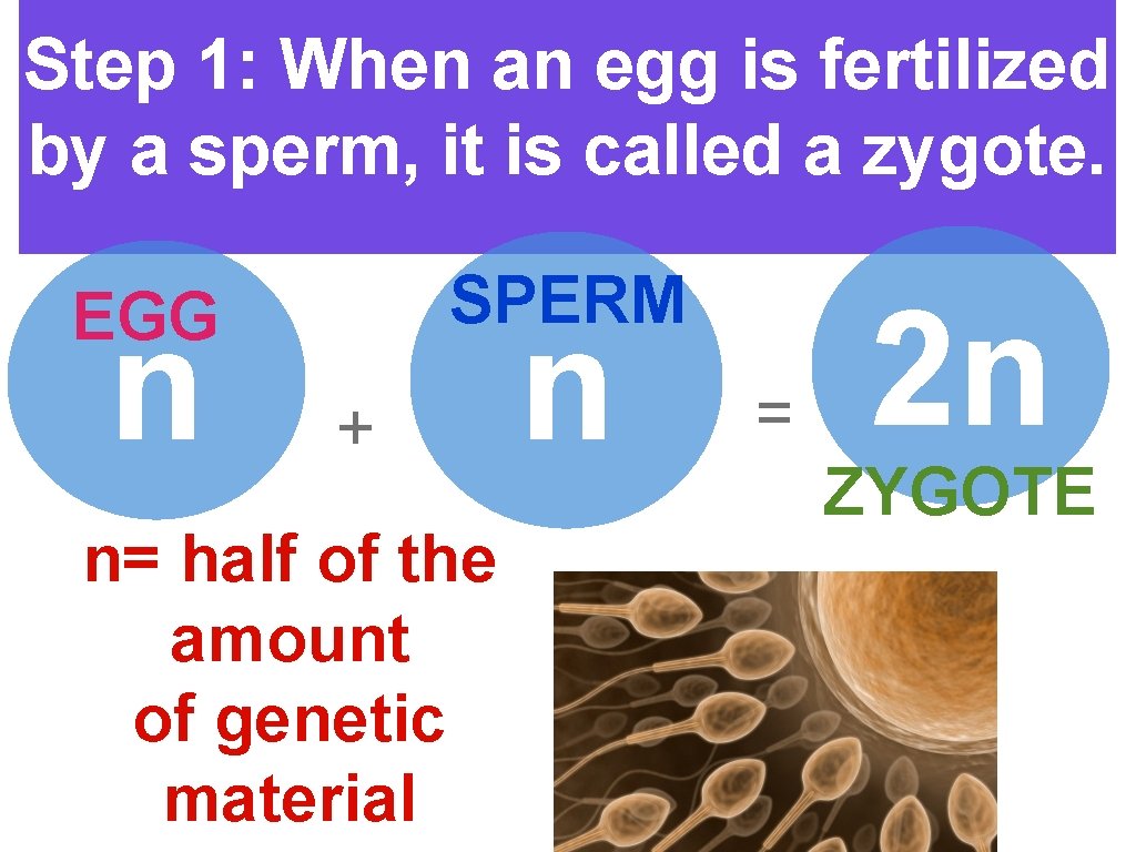 Step 1: When an egg is fertilized by a sperm, it is called a