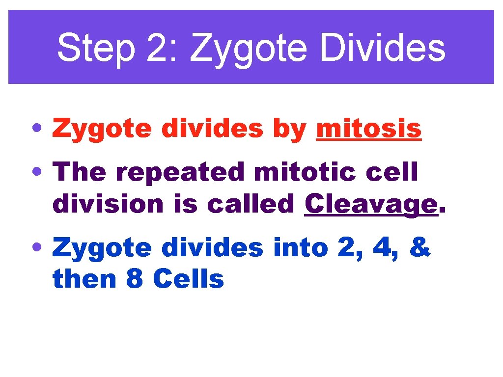 Step 2: Zygote Divides • Zygote divides by mitosis • The repeated mitotic cell