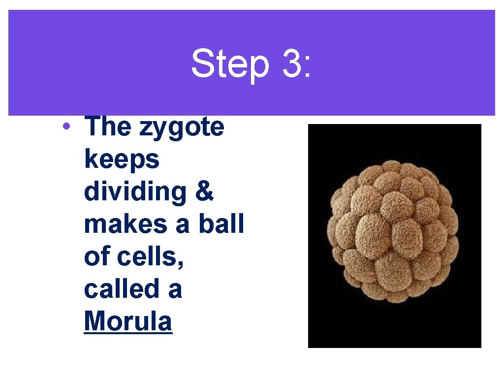 Step 3: • The zygote keeps dividing & makes a ball of cells, called