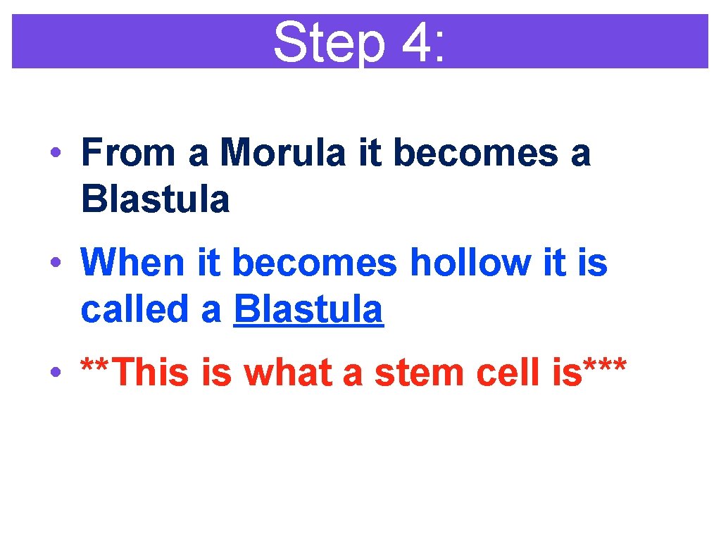 Step 4: • From a Morula it becomes a Blastula • When it becomes