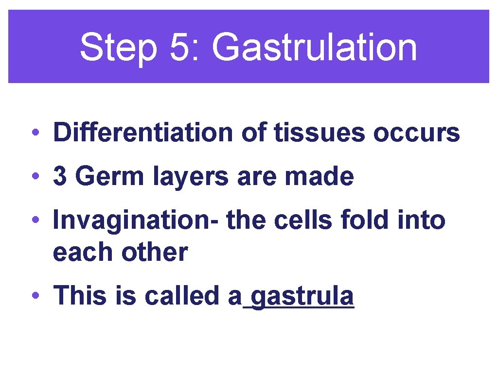 Step 5: Gastrulation • Differentiation of tissues occurs • 3 Germ layers are made