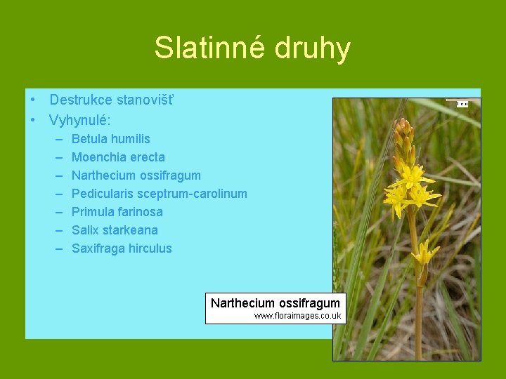 Slatinné druhy • Destrukce stanovišť • Vyhynulé: – – – – Betula humilis Moenchia