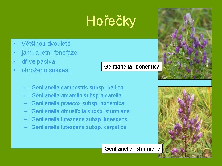 Hořečky • • Většinou dvouleté jarní a letní fenofáze dříve pastva ohroženo sukcesí –