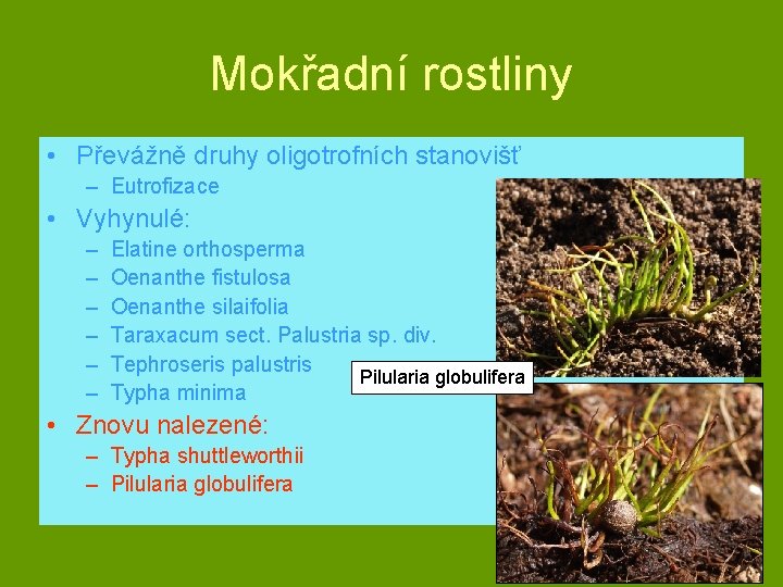 Mokřadní rostliny • Převážně druhy oligotrofních stanovišť – Eutrofizace • Vyhynulé: – – –