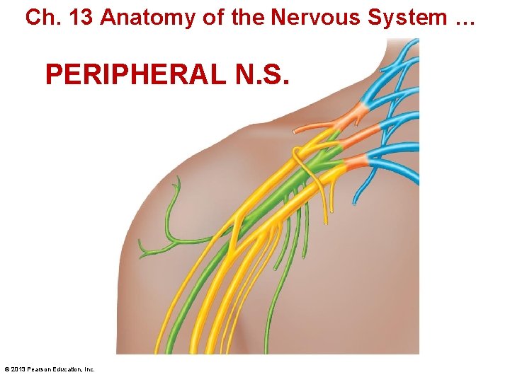 Ch. 13 Anatomy of the Nervous System … PERIPHERAL N. S. © 2013 Pearson